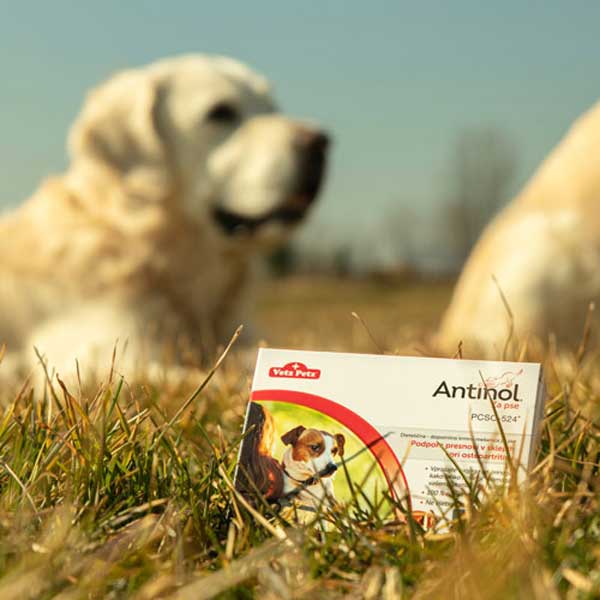 Škatlica Antinola in pes v ozadju