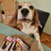 Pes Snopy – Pasma beagle