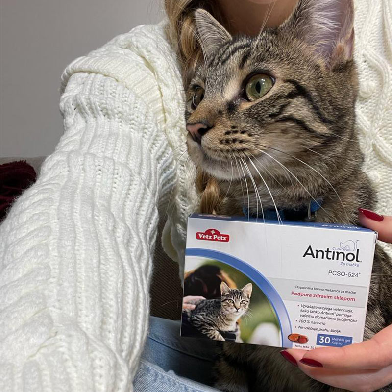Antinol za mačke – Tigrasta mačka