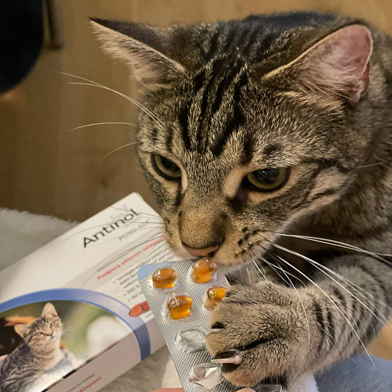 Antinol kapsule za mačke – Tigrasta mačka