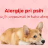 Alergije pri psih: vse kar morate vedeti