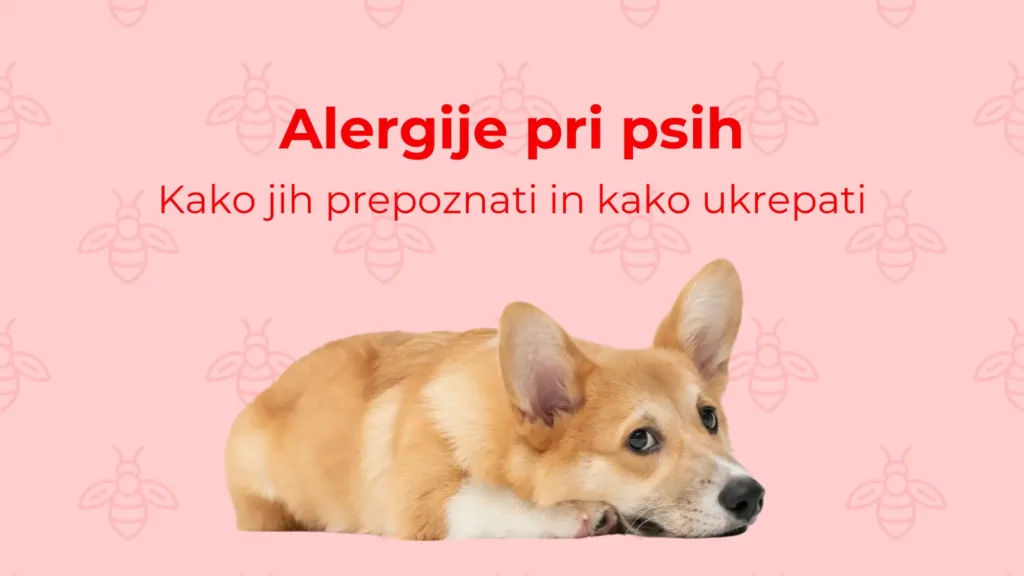 Alergije pri psih: vse kar morate vedeti