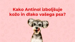 Kako Antinol izboljšuje kožo in dlako vašega psa?