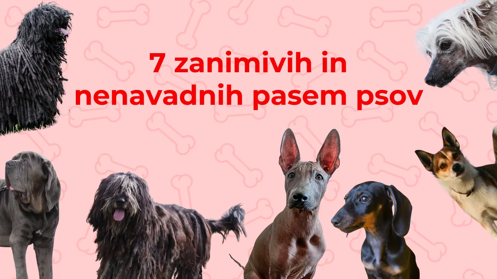 7 zanimivih in nenavadnih pasem psov